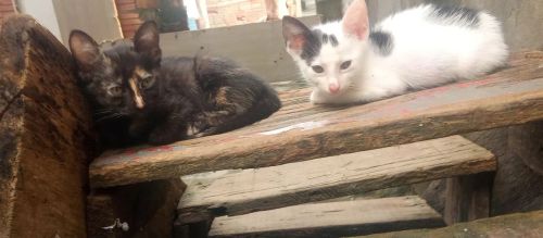 Dois gatinhos fofinhos para adoção