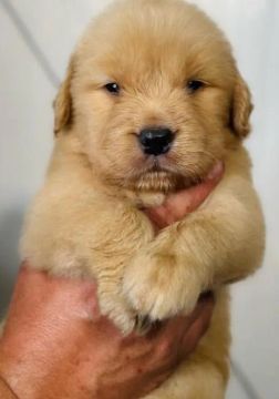 Filhote Golden parrudo 