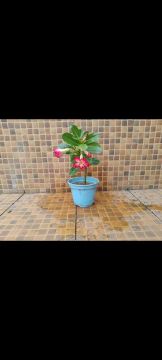 Rosa do Deserto 