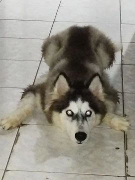 Husky Siberiano - Filhote