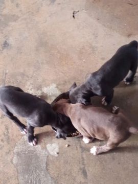 3 Filhotes de cachorro para venda