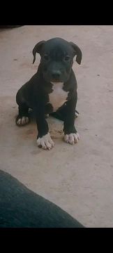 Vendo filhote de pitbull