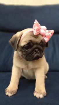 LINDA FÊMEA de PUG! PROMOÇÃO 