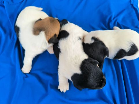 Jack Russel terrier filhotes 