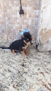Pinscher Mini Lindos Filhotes