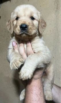 Golden retriever
