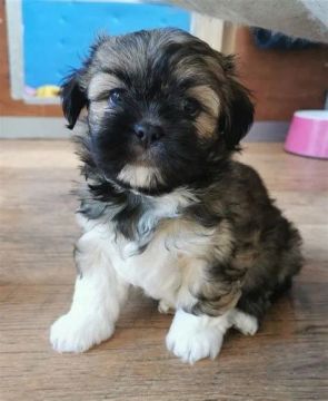 "Lhasa Apso: O Melhor Amigo Esperando por Você!"