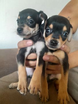Filhotes de pincher dois machos dis ponivel