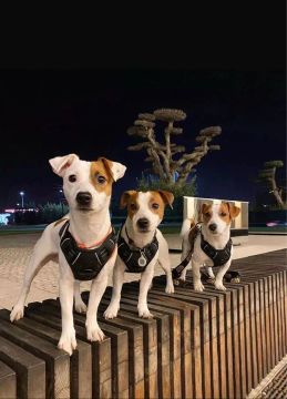 Jack russel terrier o cachorro do filme o máscara 
