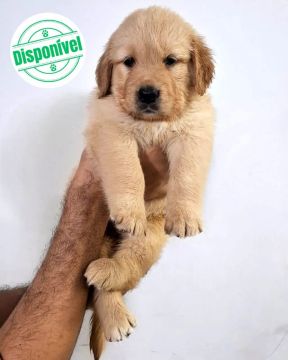  Filhotes Golden Retriever