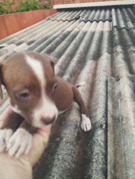Filhote de Pitbull