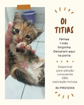 Gatinha fêmea com castração incluso 