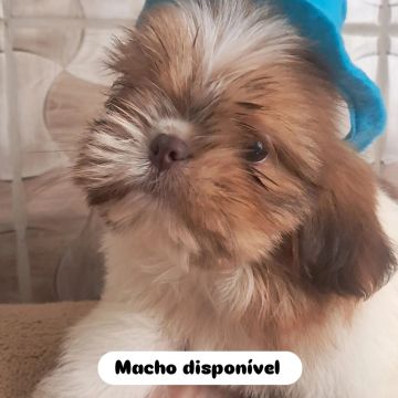 Shih Tzu Macho disponível