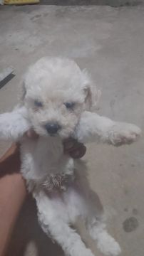 Filhote de Poodle