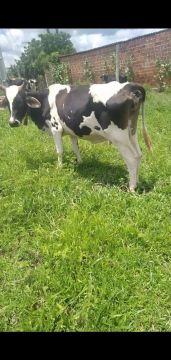 Vaca holandesa