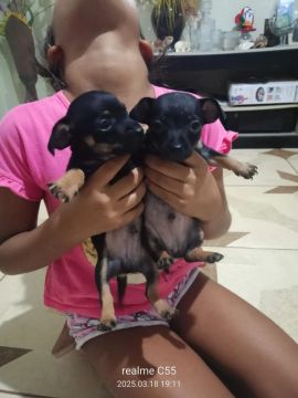 Dois filhotes de Pinscher macho disponível, n° 01