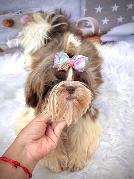 Shih Tzu Fêmea chocolate e branco 