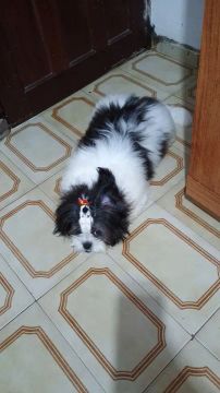 Filhote Fêmea Shih Tzu 6 meses com vacina importada!