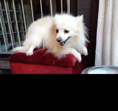 Fêmeas de Lulu da Pomerânea Spitz Alemão