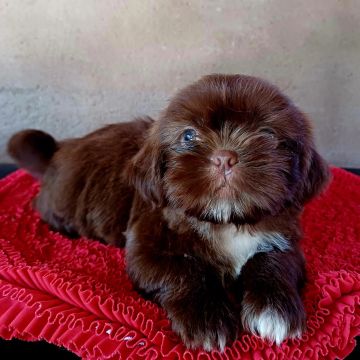 Filhote Shih Tzu Chocolate