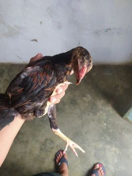Frango de raça - Excelente para criação