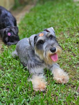 Schnauzer Miniatura | Entrega em Maringá 20/02