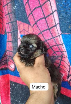 Filhote Shih Tzu Mine macho 450 femiha 850 comendo ração 