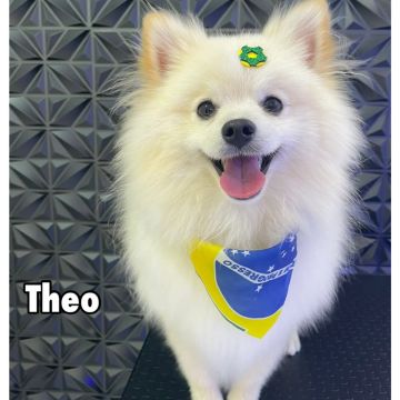 Filhote de Spitz Alemão -  Lindo e Carinhoso