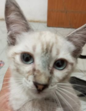 Gatinho mistura siamês fofura 
