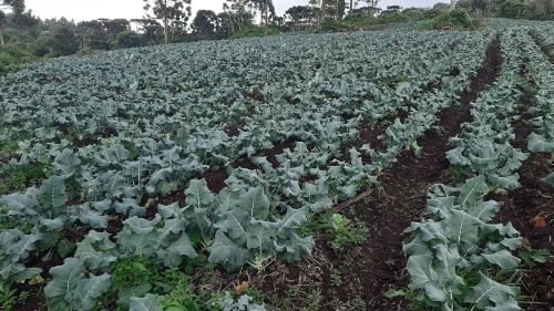20 hectares em São Francisco de Paula