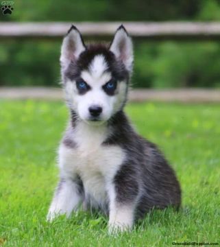 Cão Husky Siberiano Saudável E De Porte Impressionante