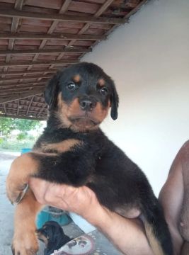 Uma femia com 2 mês 
