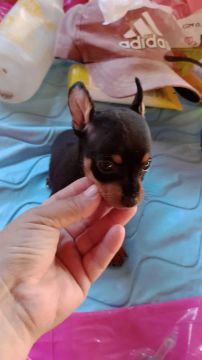 Pinscher Mini macho disponível 