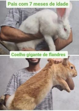 Coelho gigante de flandres 