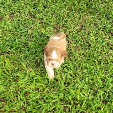 Shih tzu 