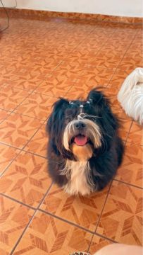 Shih tzu procurando namorada 