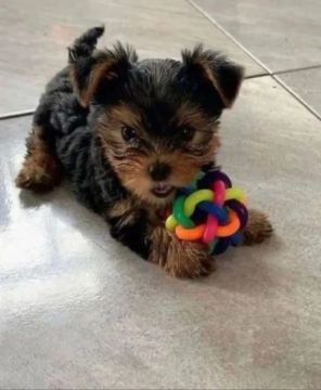 Yorkshire Terrier  pronta entrega Hero dog's 