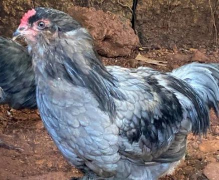 Ameraucana 