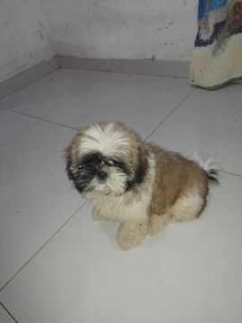 Filhote Shih Tzu Fofo
