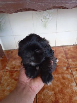 Filhote Lhasa Apso- Macho 