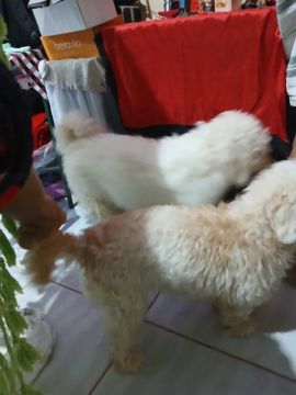 Cachorro 