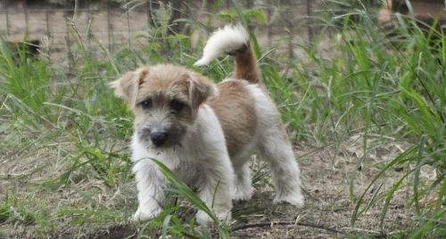 Filhote Jack Russell Terrier