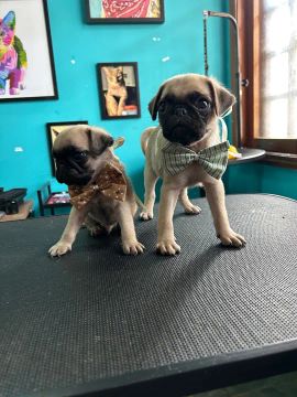Filhotes de Pug