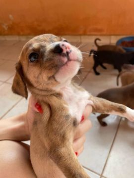 Filhote de cachorro disponível para adoção