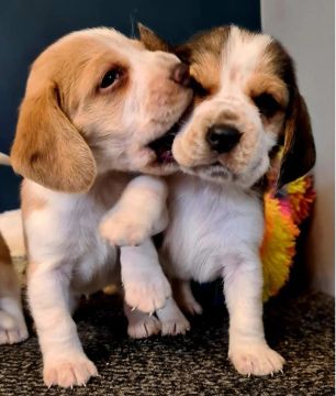 Cãozinho  para sua Família Beagle