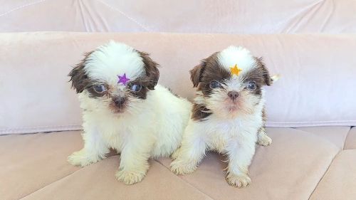 Fêmeas shih tzu mini olhos verdes e nariz marrom canil registrado 