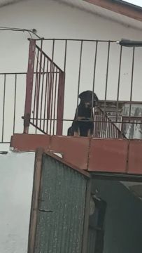 Cachorro Rottweiler disponível para adoção