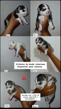 Filhotes de Husky Siberiano