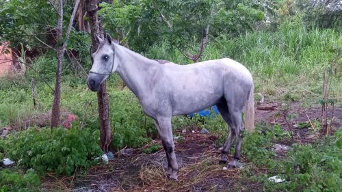 Vendo cavalo de pega de boi no mato.