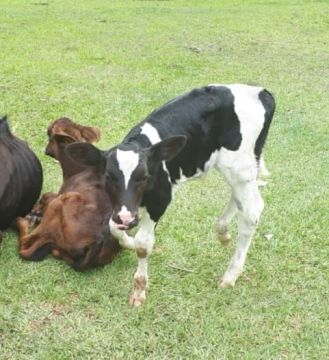 Bezerro Holandês Preto e Branco